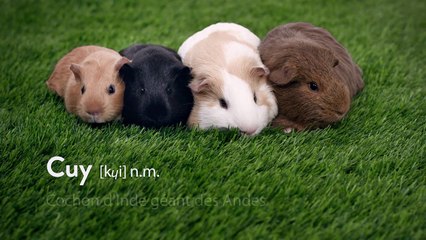 16# Le monde merveilleux des Cuys