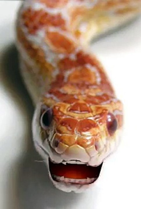 Andaconda Funny