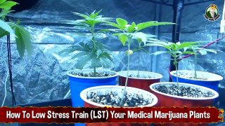 How To Low Stress Train (LST) Your Medical Marijuana Plants