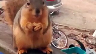 Amazing and Cute speaking grateful squirrel!