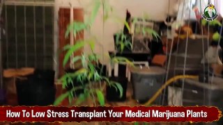 How To Low Stress Transplant Your Medical Marijuana Plants