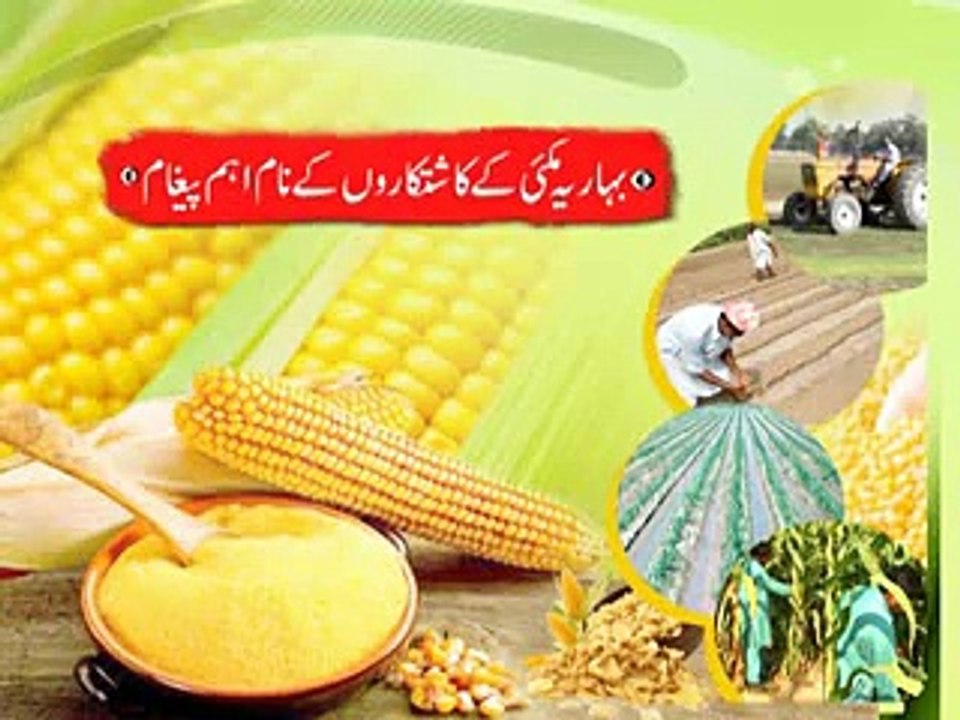 Maize waqte Kasht aur mozooo alqay  15-01-2015