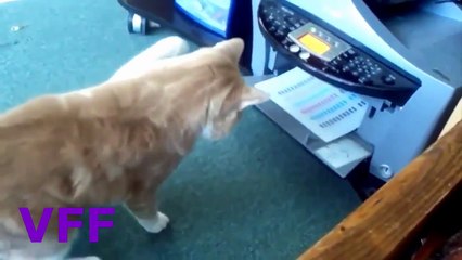 下载视频: Cats Fails Compilation - Funny Cats ump Fails Compilation 2015 HD