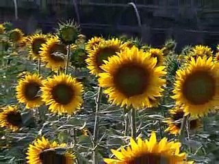 Sunflower waqte Kasht aur mozooo alqay  14-01-2015