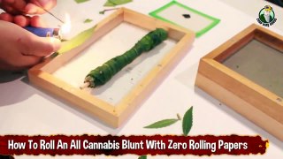 How to Roll An All-Cannabis Blunt With Zero Rolling Papers Or Blunt Wrap