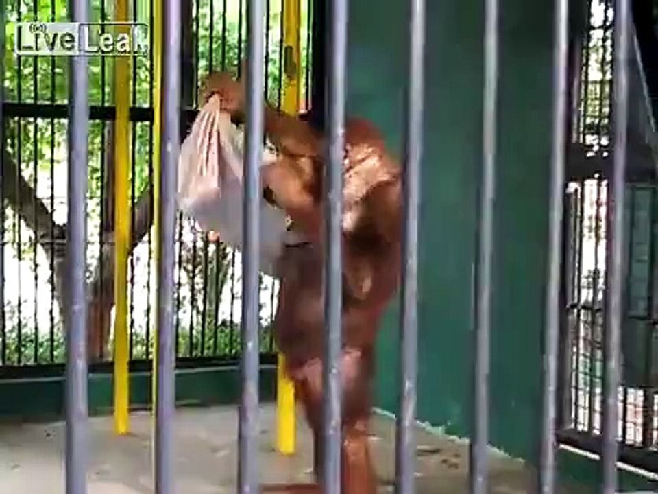 Ape Vs Man.. and The Ape Wins The Battle