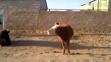 Amaing Talking Cow Gone Crazy