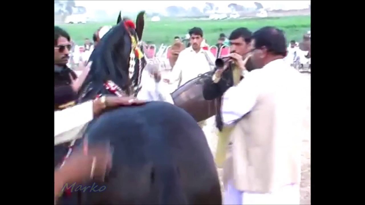 Amazing Stallion Dance In India