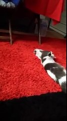 Cute Baby Cat Fights His Dad