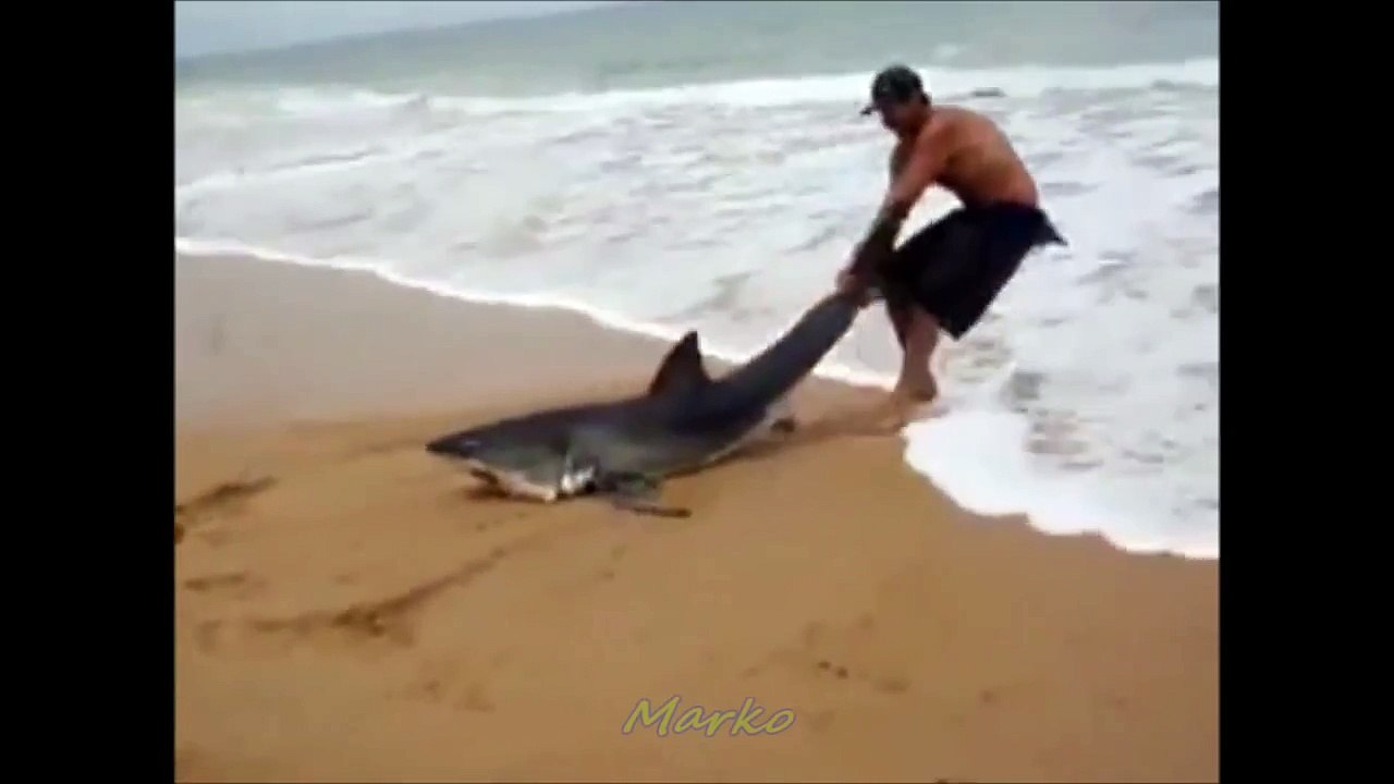 Go Home Shark You’re Drunk
