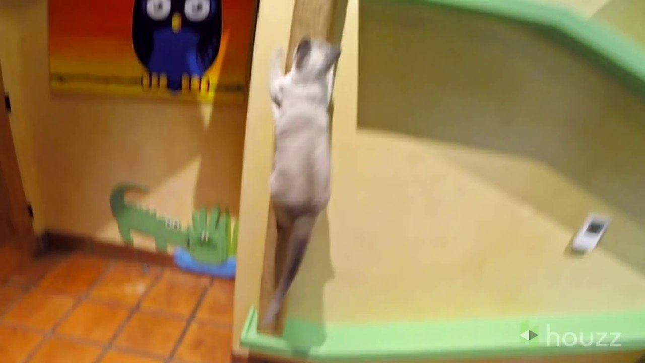 Man Transforms His Home Into A Cat Paradise For Maximum Kitty Fun