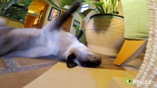 Transformer sa maison en paradis pour chats!