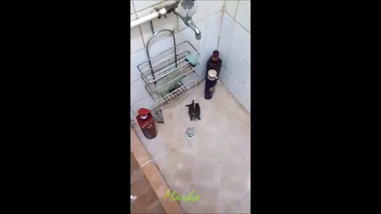 Twerking Turtle Under Shower