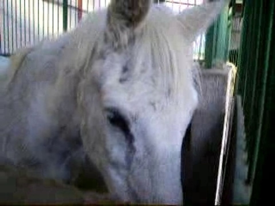 Les chevaux au box