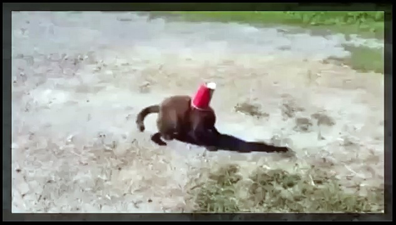 Dog Saves Cat from Plastic Cup