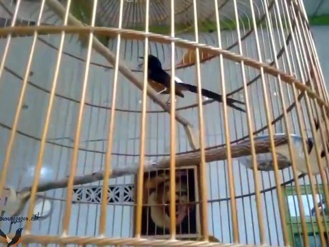 Tembakan Murai Batu Natalia Juara Nasional ~ Legenda Murai Batu Natalia