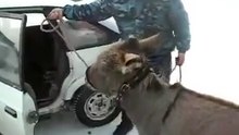 Âne voyage en voiture - Donkey gets into a car