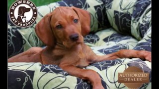 Precious Pets Paradise : Dog Beds For Sale