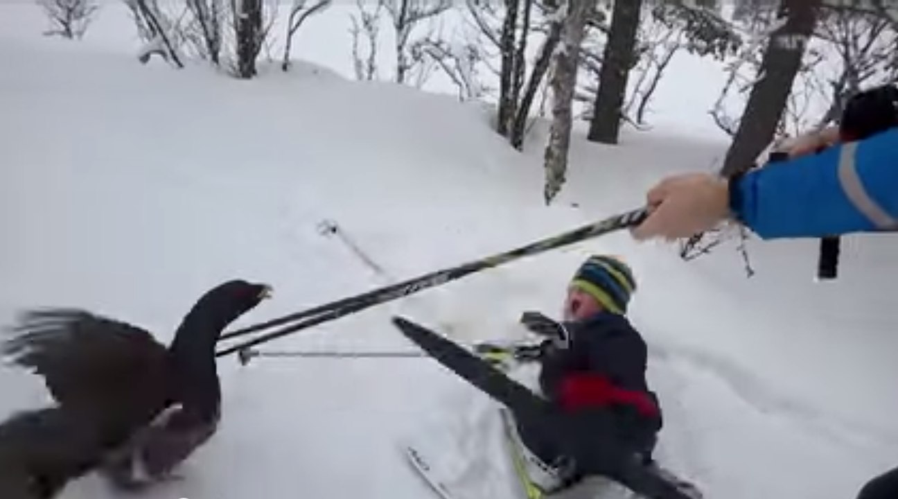 Amazing capercaillie attack