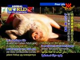 Edgar's Mission a Refuge for Farm Animals in Australia | Supreme Master Television