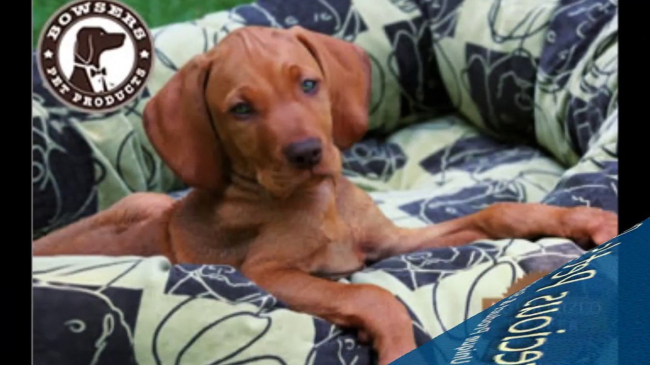 Precious Pets Paradise : Airline Approved Dog Carrier