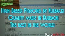 High Breed Pigeons by Kulbacki Quality made in Kulbacki The best in the world   Kuwait Video