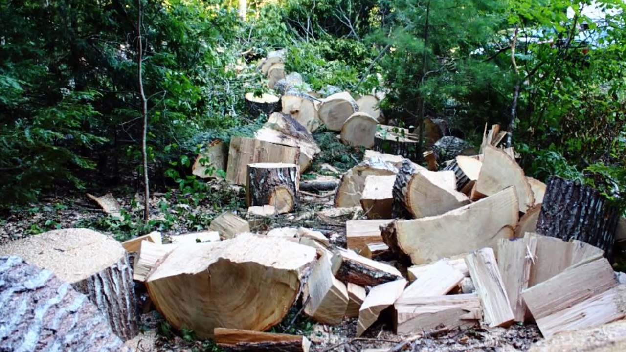 Hurricane Aurthur splits the old oak tree