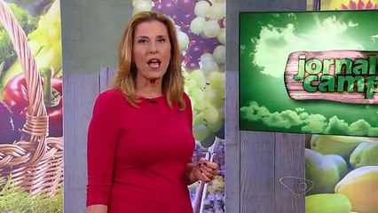 Seca afeta produção de café no ES