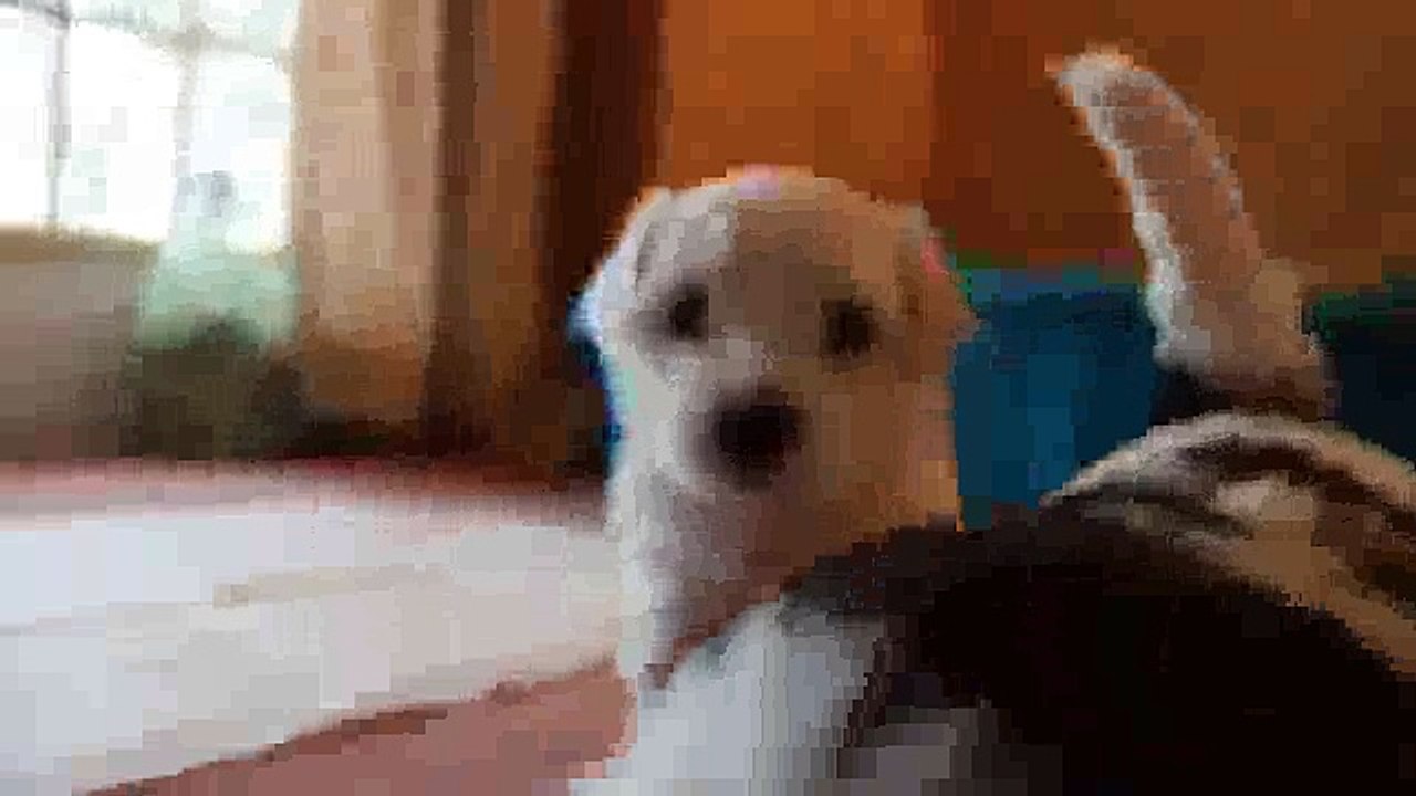 the barking pups are also adorable