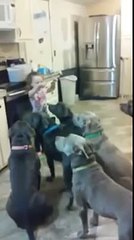 طفلة في الرابعة تسيطر وتطعم 6 كلاب شرسة من نوع بيتبول