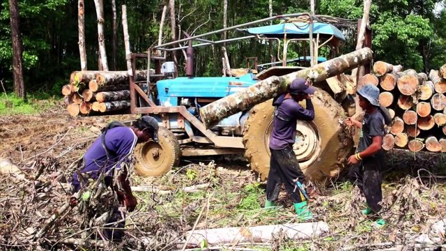 RAINFOREST CONNECTION