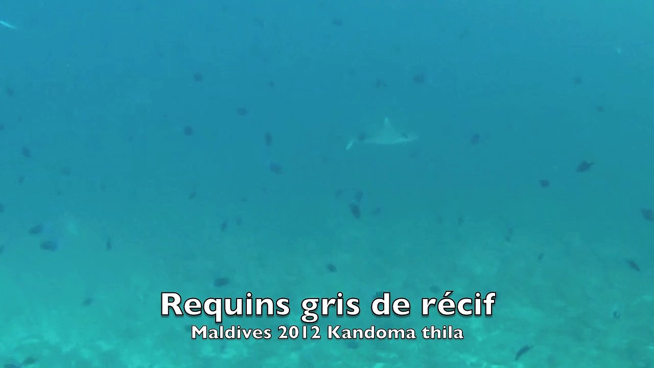 Requins gris de récif,Maldives 2013 Fihalhohi