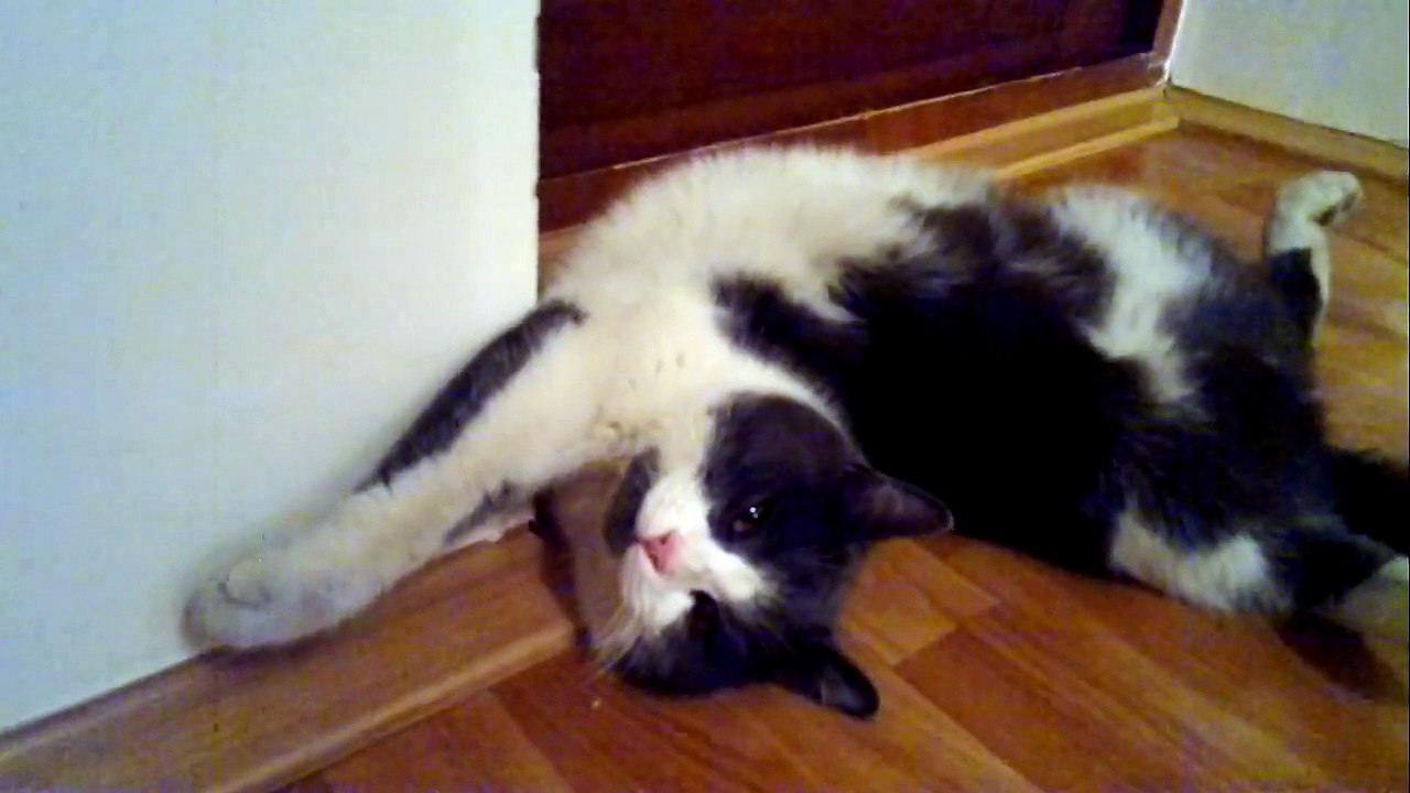 Cute cat doesn't want to...