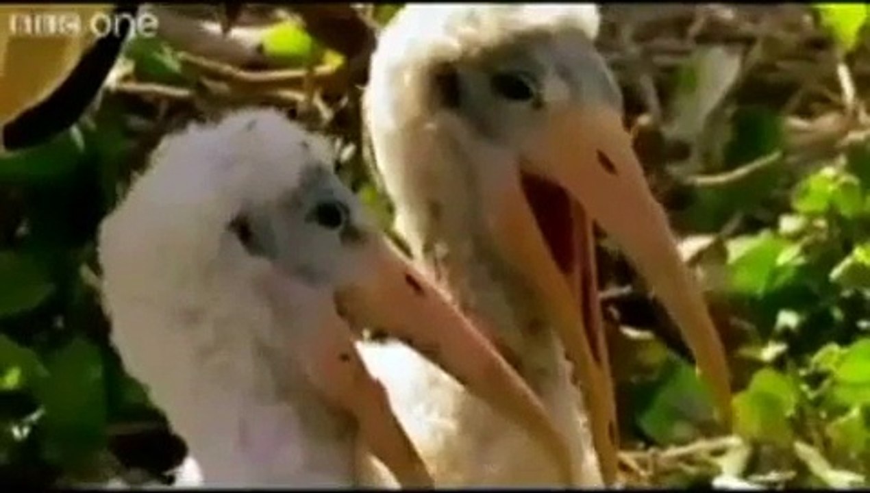 Funny Animals Punjabi