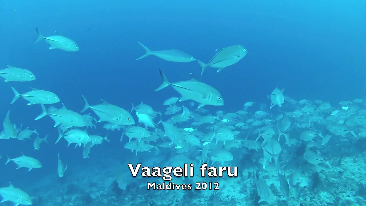 Vaageli faru 4/8/2013 Fihalhohi