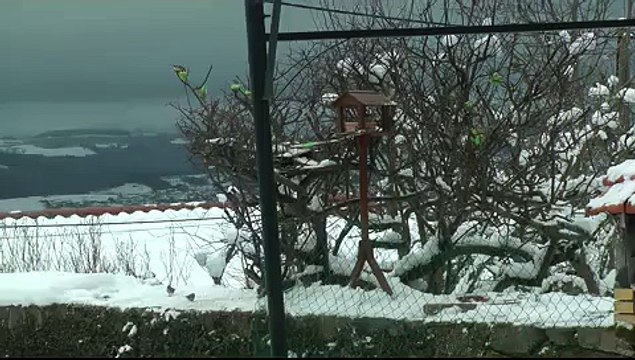 oiseaux picorent boules de graisse