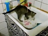 Un chat qui fait la vaisselle !