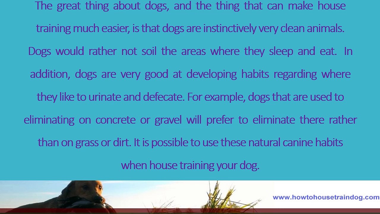 House training your dog a definitive guide