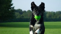 The Basic Commands For Dog Training