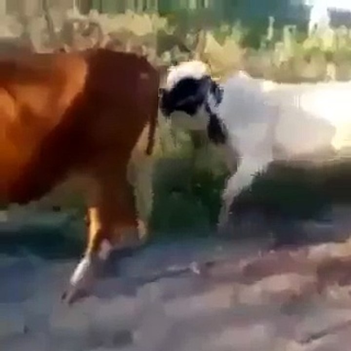 Cow Slips - Very Funny