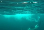 Captivating View of Orca and Humpback Whales Capturing Food