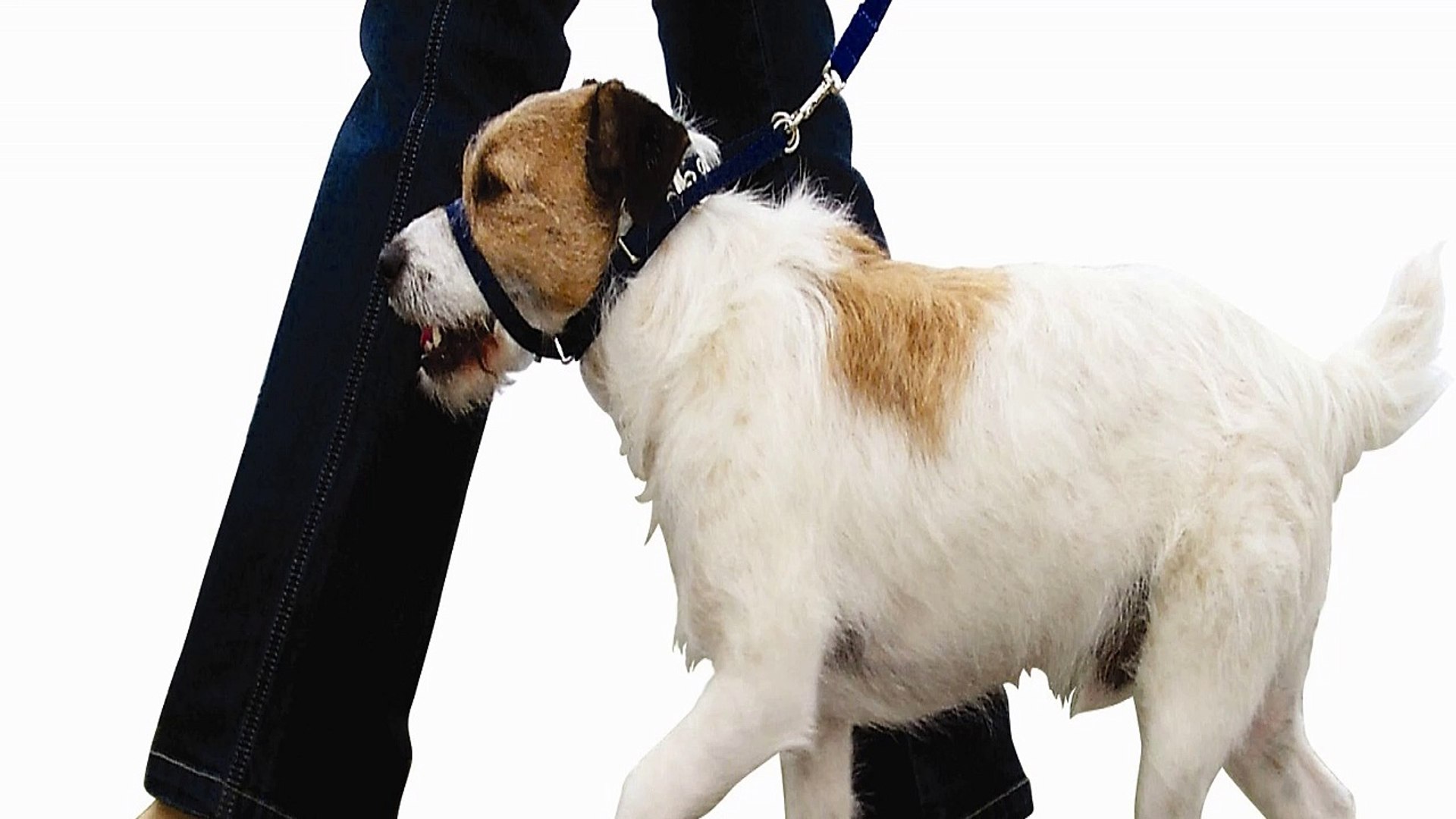 ⁣Dog Training With A Head Collar Training