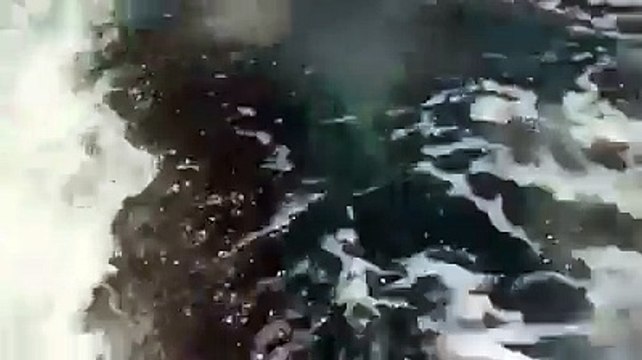 Look beautiful fishes playing with family