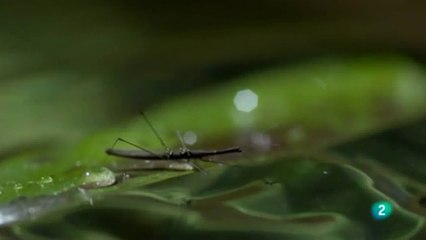 Agua: Tension superficial (Insectos)