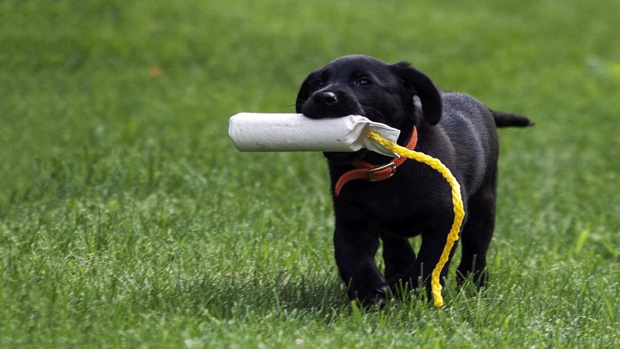 Training A Puppy Is Easier Than Training an Adult or Adolescent Dog