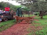 Tiger jumps to catch meat ~ [replay slow motion]