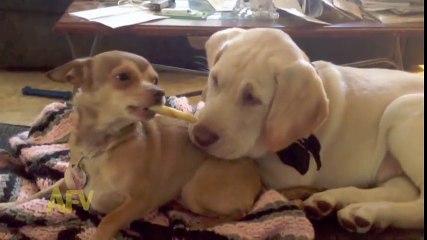 Kemiğini Koklatıp Vermeyen Köpek