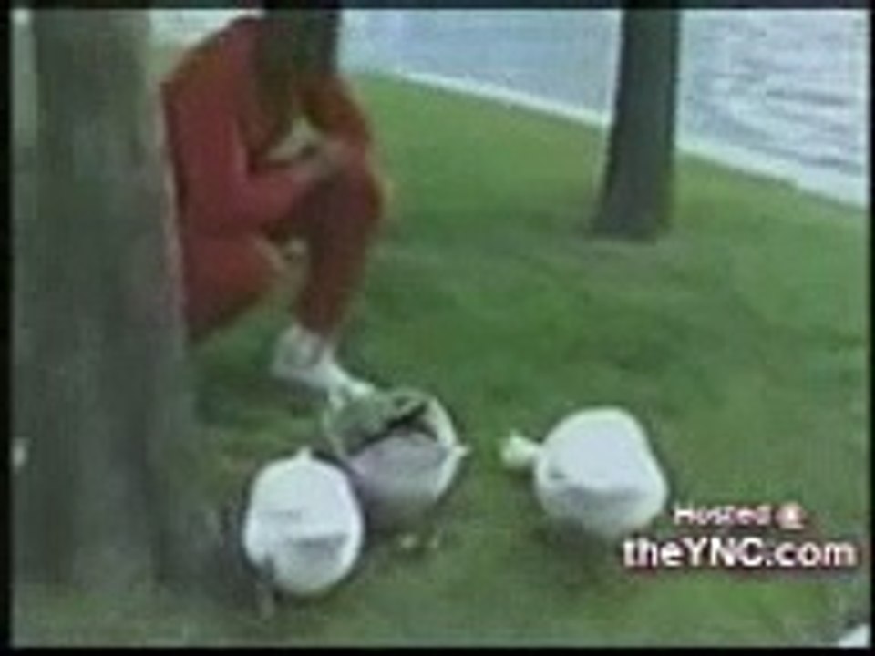 Animals Funny clips 2015 All in one