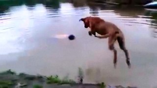 Dog Saves Owner When He Suspects Him Drowning, (video that will melt your heart)