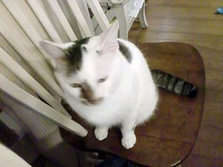 ミミちゃん/mimi/みみちゃん/2